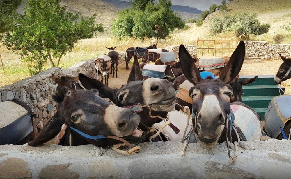 Ферма Argonaftis: агротуризм верхом на осле - Вестник Кипра