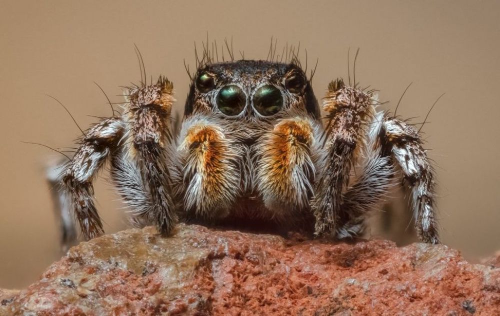 На Кипре — 449 видов пауков. Есть ли ядовитые? - Вестник Кипра