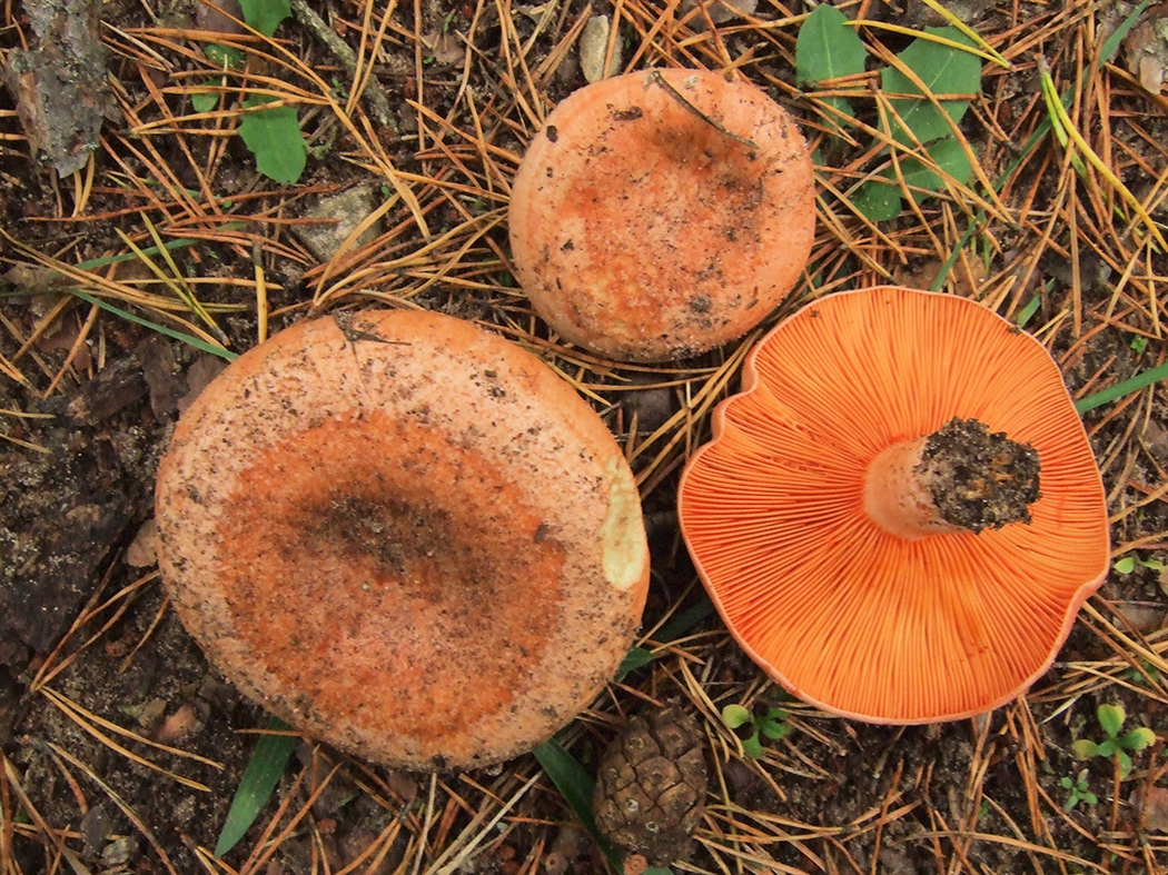 Сбор грибов на Кипре может оказаться опасным хобби