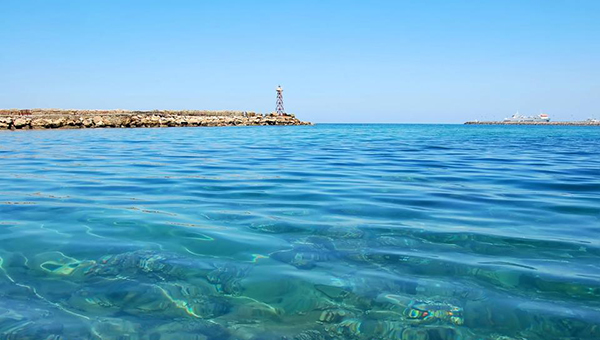 Департамент рыболовства Кипра заверил в безобидности морских обитателей острова | CypLIVE