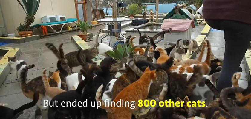 Владелица 800 кошек на Кипре | CypLIVE