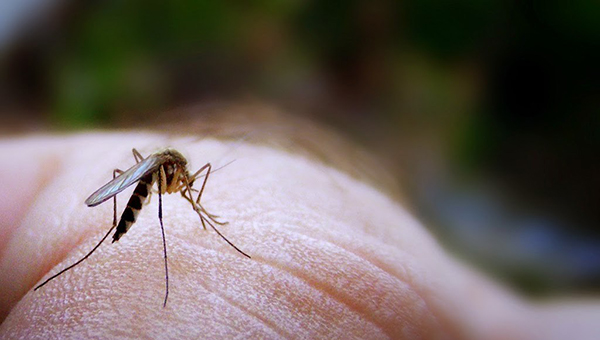 Департамент здравоохранения Кипра – Лимассол дает бой комарам