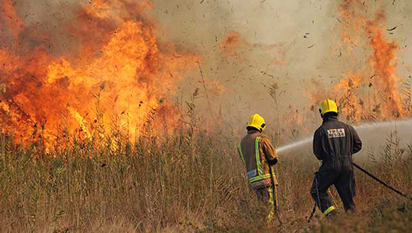 Из-за пожара, на кипрской ферме сгорели заживо более тысячи кроликов