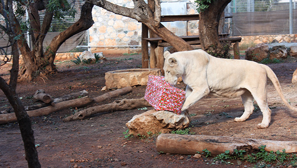 Обитатели зоопарка Пафоса получили рождественские подарки | CypLIVE