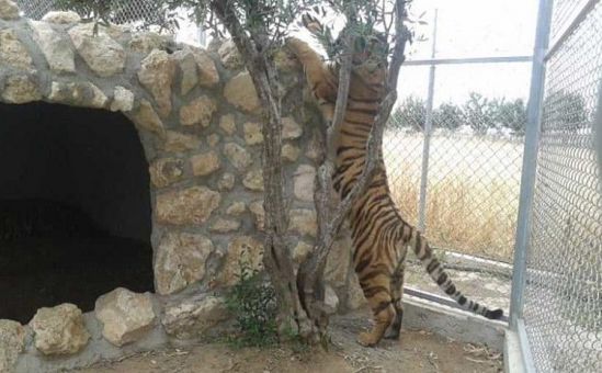 Костас Кадис подтвердил смерть тигра в частном зоопарке - Вестник Кипра