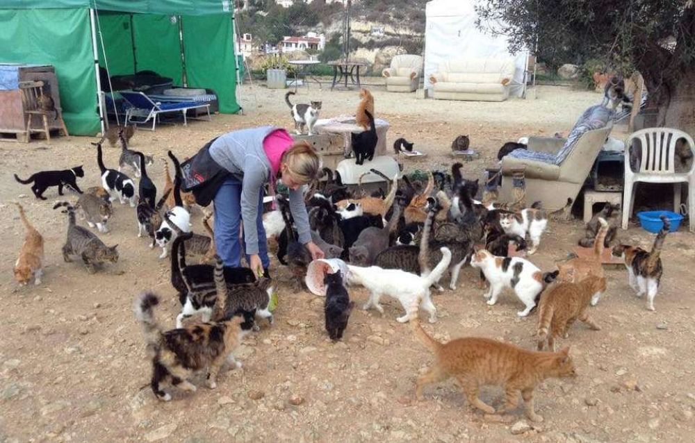 Любите кошек? Помогите приюту - Вестник Кипра