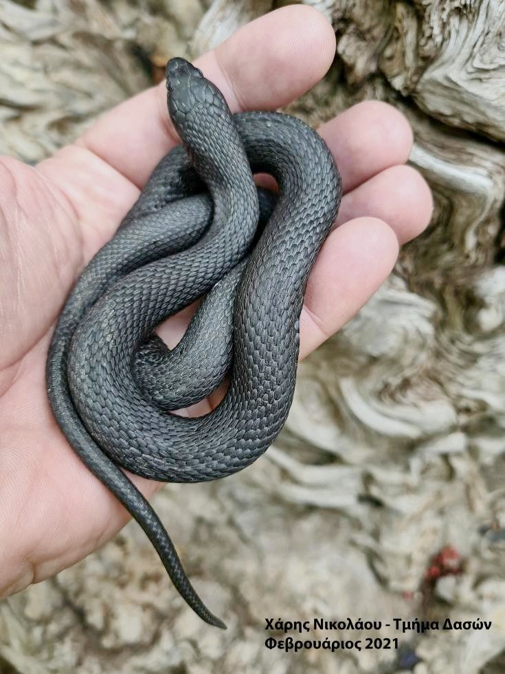 В лесу Махерас обнаружен редкий вид змей - Вестник Кипра