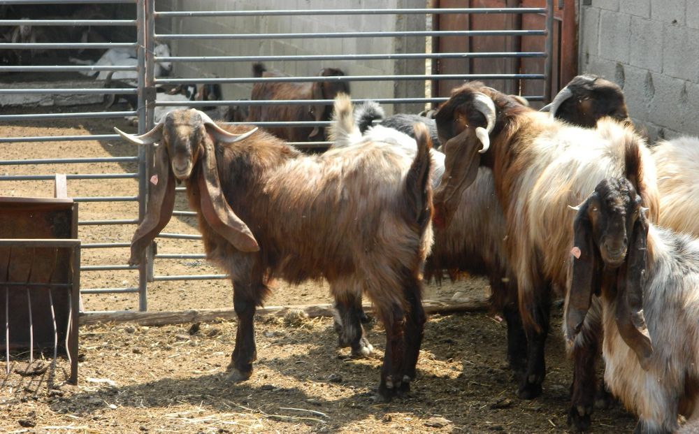 Государство поддержит разведение овец и коз - Вестник Кипра