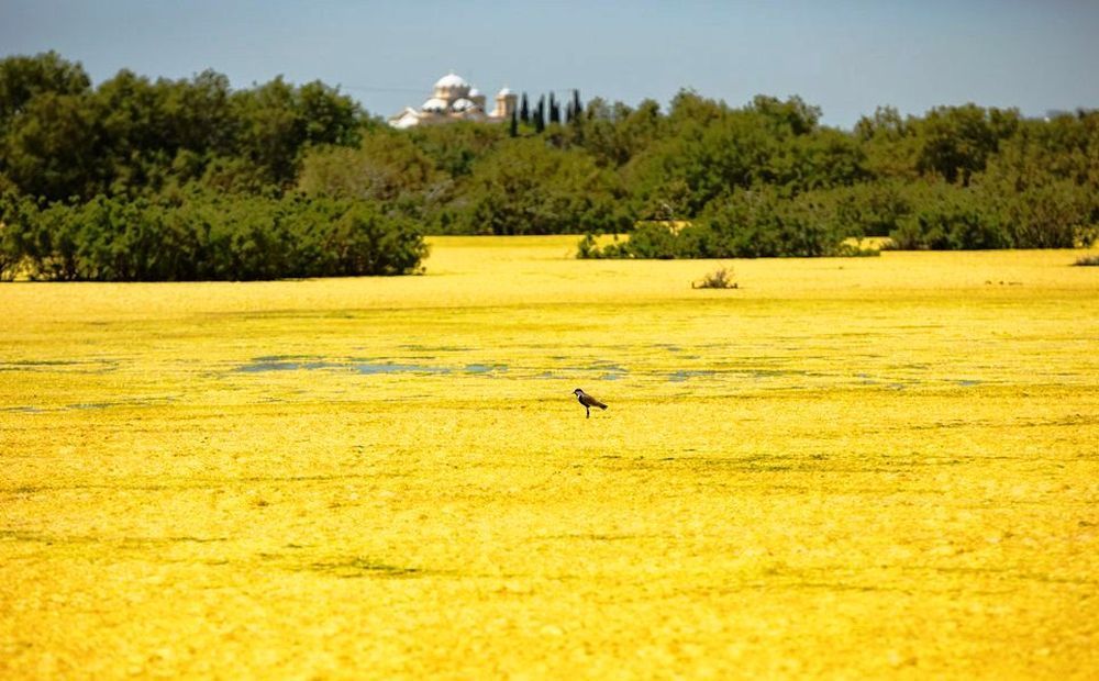«Желтое озеро» в Ороклини - Вестник Кипра