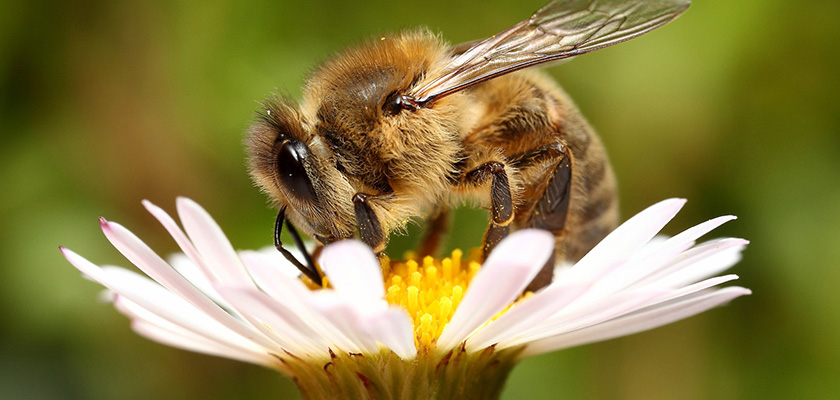 На Кипре отмечено резкое сокращение числа пчел | CypLIVE