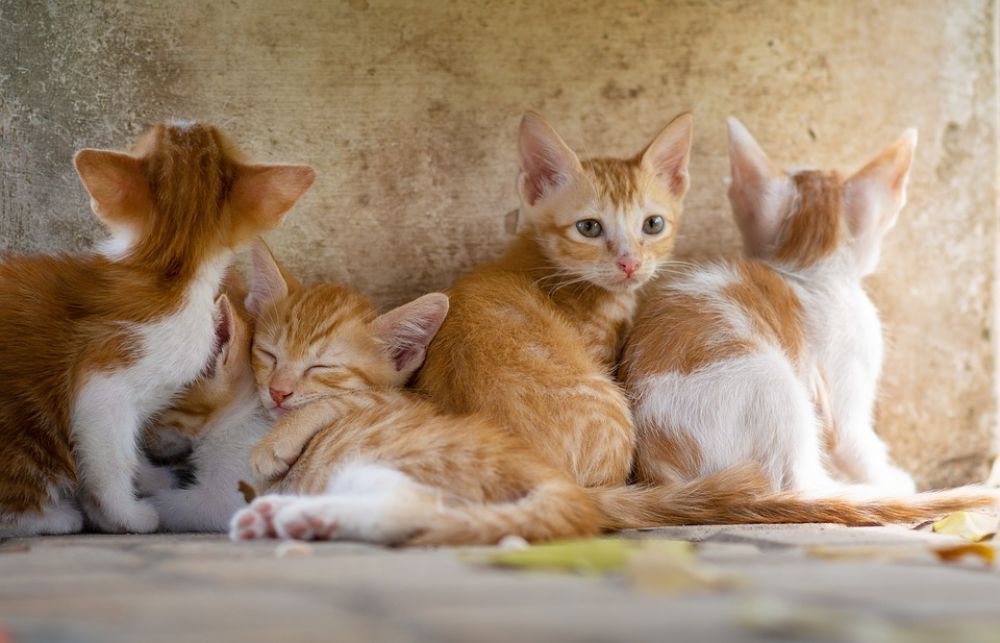 Бродячих кошек стерилизуют за счет бюджета - Вестник Кипра