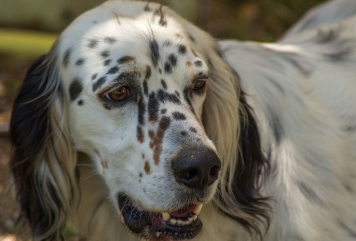 Кипрские охотники больше не смогут безнаказанно бросать своих собак на произвол судьбы 