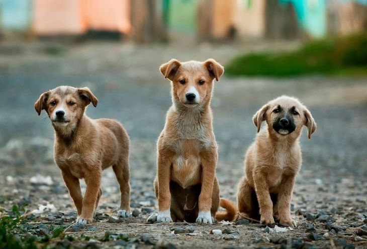 За пять лет за границу с Кипра отправлены 20 257 бездомных собак. Это счастливчики. Как быть с оставшимися? 