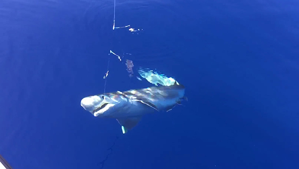 Рыбаки поймали акулу в Лимассоле | CypLIVE