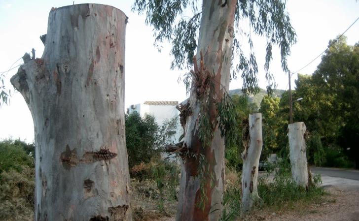 Зачем обрезают ветви эвкалиптовых деревьев - Вестник Кипра