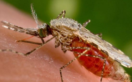 Подозрения на малярию на севере - Вестник Кипра