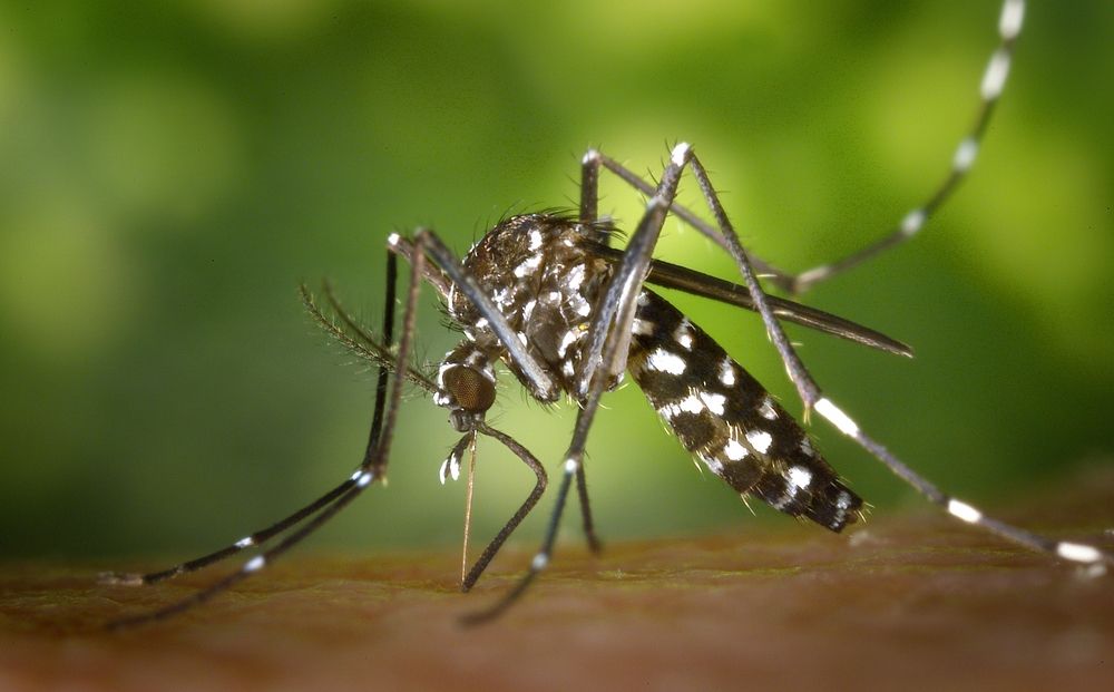 Тигровые комары появятся на Кипре? - Вестник Кипра