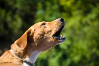 Суд оштрафовал хозяина собак за постоянный лай его питомцев