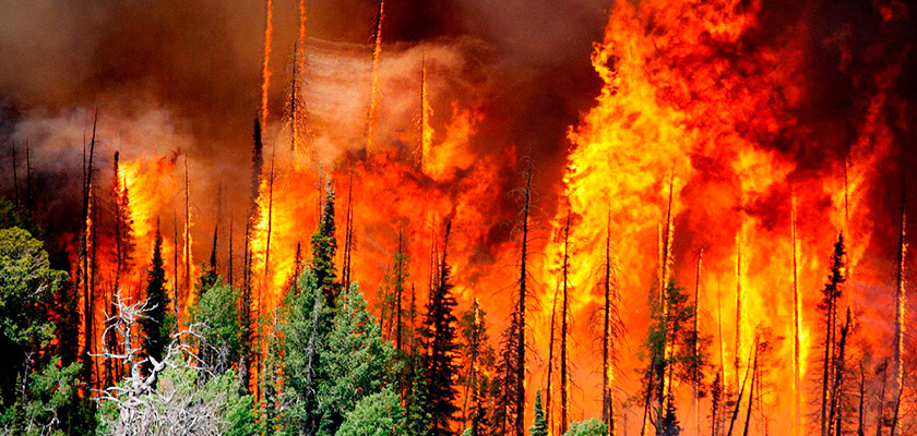 На севере Кипра ликвидирован крупнейший за треть века лесной пожар | CypLIVE