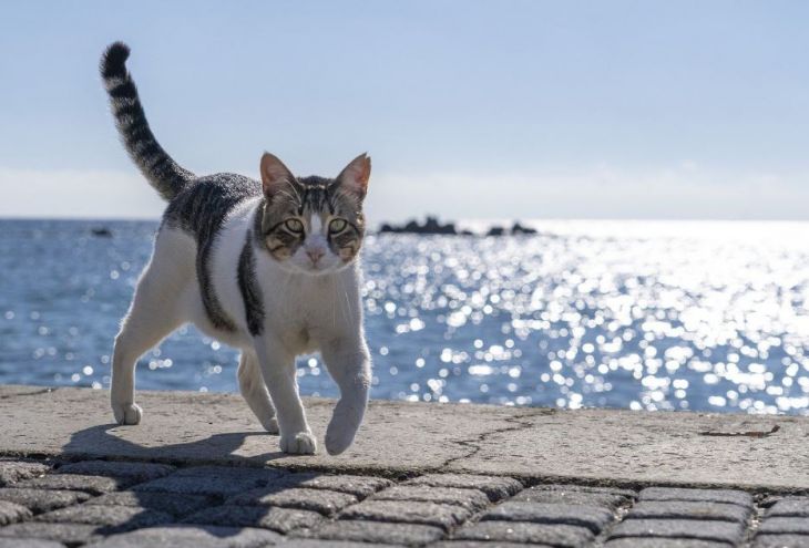 Британская ветеринарная ассоциация не рекомендует гладить кипрских котов 