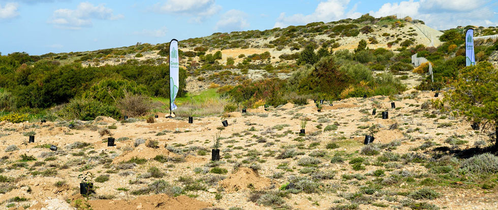11 и 12 марта на Кипре высадят 1000 новых деревьев