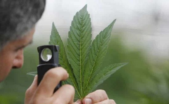 Частичная легализация марихуаны вызывает много споров - Вестник Кипра
