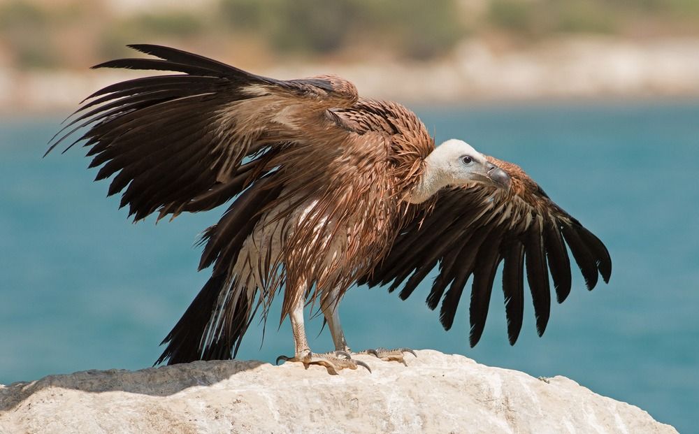 Экологи спасли редкую птицу - Вестник Кипра