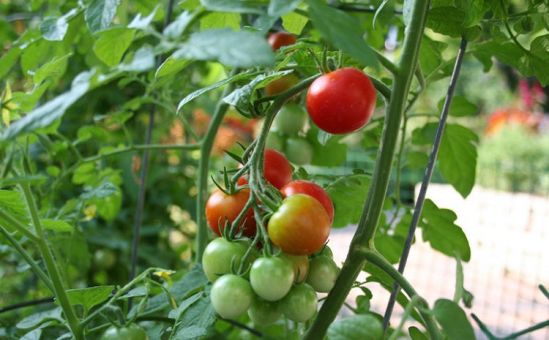 Ларнака: на помидорах обнаружены пестициды - Вестник Кипра