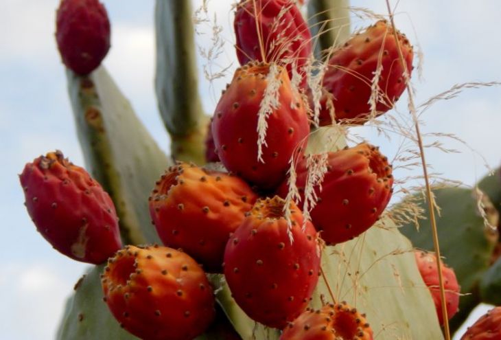 Кипр планирует накормить жителей других стран плодами кактуса 