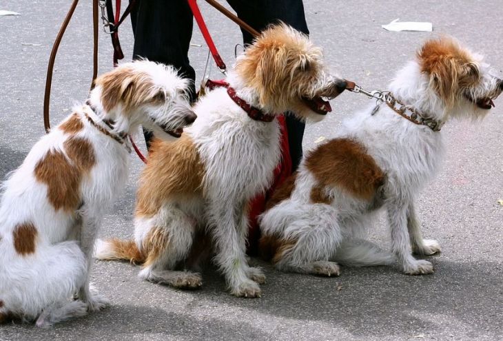 Владельцам собак в Строволосе угрожают смертью
