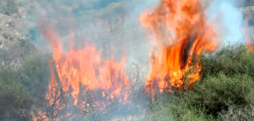 На Кипре ликвидирован крупный лесной пожар | CypLIVE