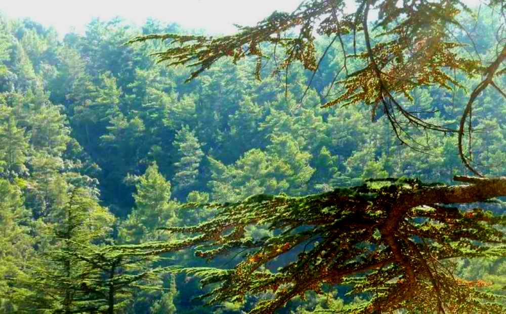 Четыре главных леса Кипра - Вестник Кипра