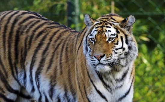 В зоопарке Пафоса можно погладить… тигра - Вестник Кипра