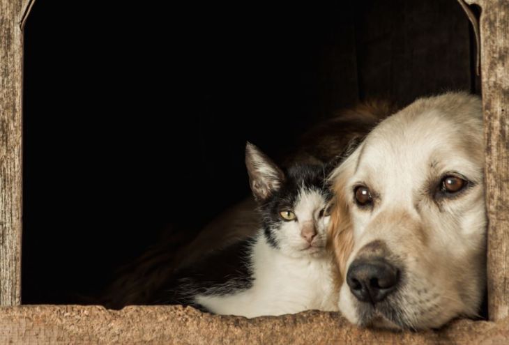 Партия защиты животных Кипра: надо найти новаторские способы заботы о бездомных котах и собаках!